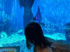 -海棠湾洲际-涛·海底餐厅·美人鱼·自助餐·海底隧道