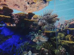-上海海洋水族馆