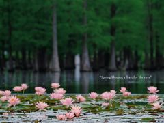 -白鹭湾湿地公园