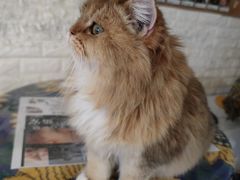 -平行世界·猫咖(首经贸店)