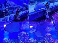 -顺德南宏海立方海洋公园