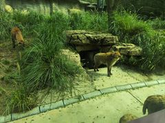 -北京野生动物园