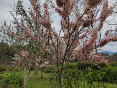 -中国科学院西双版纳热带植物园