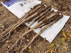 -解家河南菜(商鼎路店)