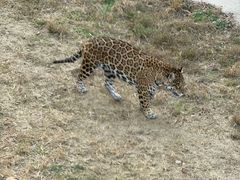 -石家庄市动物园