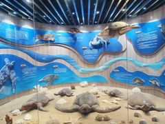 -广东惠东海龟国家级自然保护区