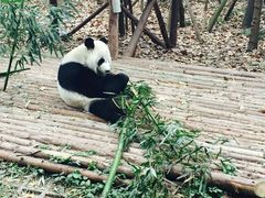 android_upload_pic-成都大熊猫繁育研究基地