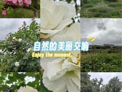 -两河城市森林公园