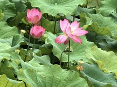 -荷塘月色湿地公园·向阳花洲