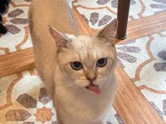-猫猫幼稚园·撸猫·桌游·电玩