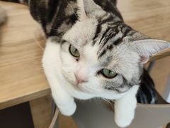 -有喵·猫咖·狗咖·30几只猫10只小狗(岗厦店)