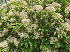 -合肥滨湖国家森林公园