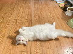 -伟伟宠物医院·CT影像中心·瑞派犬猫综合性门诊(汉口总院)
