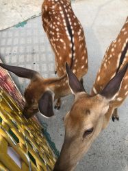 -萌宠亲子动物乐园(槐房万达店)