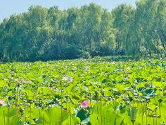-东郊湿地公园