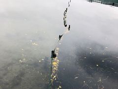 -西湖外事游船(湖滨二公园外事游船码头)