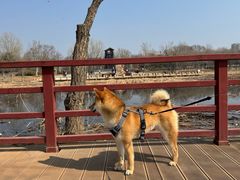 -绿堤公园