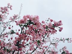 -鸡鸣寺