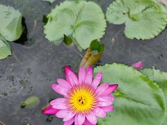 -深圳仙湖植物园