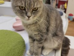 -COLOR PETS 撸猫馆·购猫·猫咖(长风大悦城店)