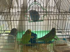 -草原塞蛮羊火锅城(港湾店)