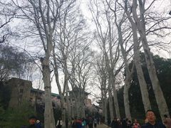 -武汉大学-樱园
