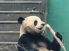 -中国大熊猫保护研究中心雅安碧峰峡基地