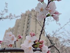 -高东镇樱花园