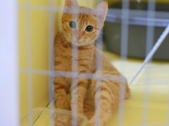 -瑞派康怡24h宠物医院·犬猫医疗中心·微创绝育(瑞景分院)