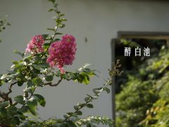 -上海醉白池公园