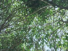 -武汉紫薇都市田园