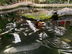 -南宫五洲植物乐园