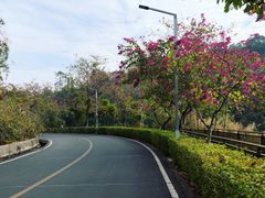 -红花湖景区