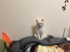 -爱贝特动物医院·猫口炎专科
