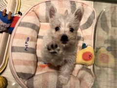 -momokira米努特·德文卷毛猫·棉花面纱犬