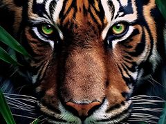 -汪喵宠物医院·骨科心脏影像·犬猫急重症ICU诊疗中心(成华分院)