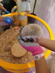 -神奇动物撸宠馆·羊驼·小浣熊·异宠(豫园店)