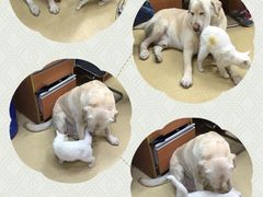 -爱侣宠医·鹦鹉专科·小型哺乳类·异宠专科(灵石路店)