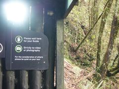 -怀托摩萤火虫洞