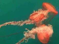 -多彩贵州城极地海洋世界