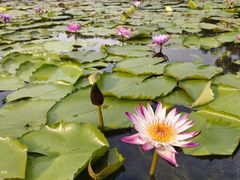 -云溪植物园