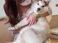 -Husky Go! 哈士奇体验馆·宠物咖啡厅狗咖