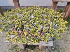 -扬州大运河文化旅游度假区·盆景园