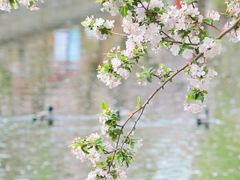 -海棠花溪(元大都城垣遗址公园)