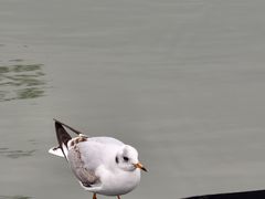 -蠡湖大桥公园