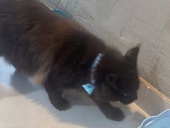 -Heymao猫咖.咖啡厅(东门店)