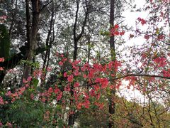 -铁山坪森林公园