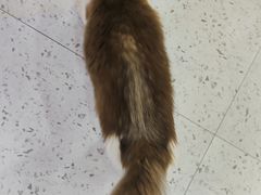 -喵园·猫主题咖啡厅·撸猫·猫咖(国贸店)