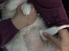 -顺强宠物诊所·狂犬免疫·夜诊·骨科(嘉定店)