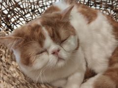 -飞行喵MR PILOT|猫舍·猫咖(静安大融城店)